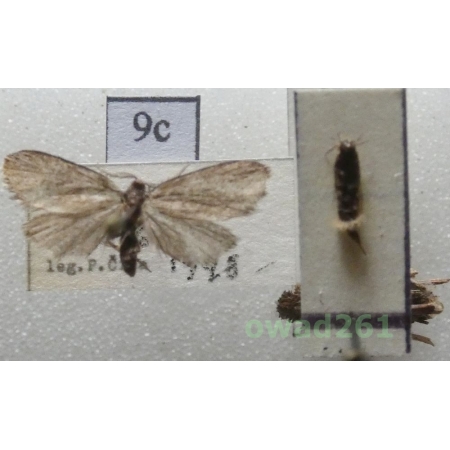 Psyche casta (Pallas, 1767) pair Czech9c